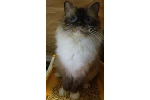 販売中のラグドールの親猫